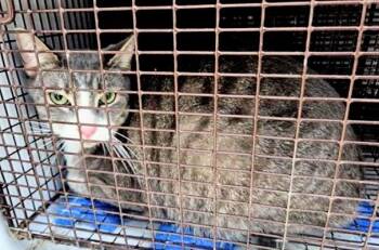 Domestic Short Hair Cats Available for Adoption in Houston, Texas - A653143 | PetCurious