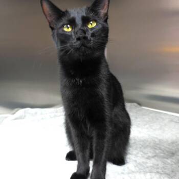 Felix -  Domestic Short Hair Cat for Adoption in Michigan City, Indiana - Felix | PetCurious