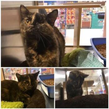 Rescue Domestic Short Hair and Tortoiseshell Cats for Adoption in Jeffersontown, Kentucky - Finley | PetCurious