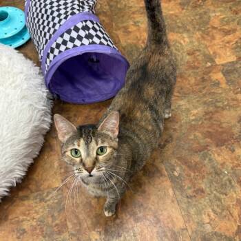 Rescue Domestic Short Hair Cats for Adoption in Miami Beach, Florida - Sally | PetCurious