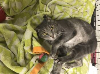 Rescue American Shorthair Cats for Adoption in Philadelphia, Pennsylvania - Dasha | PetCurious