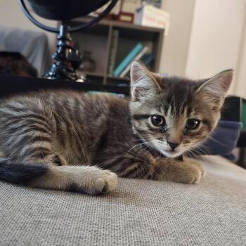 Gina -  Domestic Short Hair Cat for Adoption in Woodbridge Township, New Jersey - Gina | PetCurious