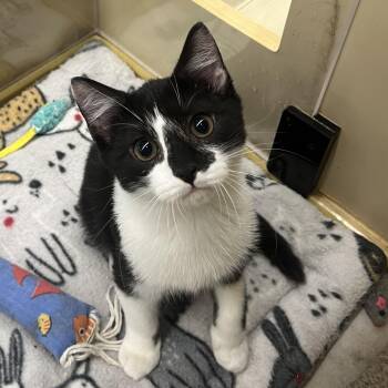 Rescue Domestic Short Hair Cats for Adoption in Seaford, New York - Ford | PetCurious