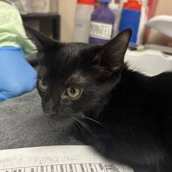 Meatball -  Domestic Short Hair Cat for Adoption in Tempe, Arizona - Meatball | PetCurious