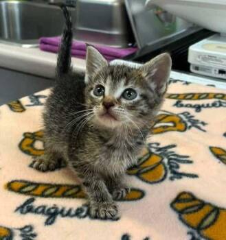 Pixie -  Domestic Short Hair Cat for Adoption in Roanoke, Virginia - Pixie | PetCurious