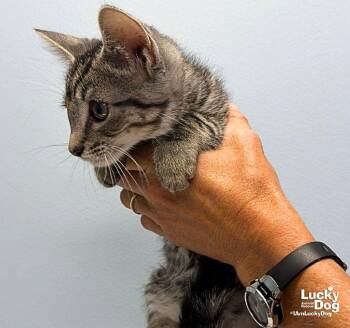 Elm -  Domestic Short Hair Cat for Adoption in Washington, District Of Columbia - Elm | PetCurious
