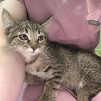 Mercury -  Domestic Short Hair Cat for Adoption in Council Bluffs, Iowa - Mercury | PetCurious