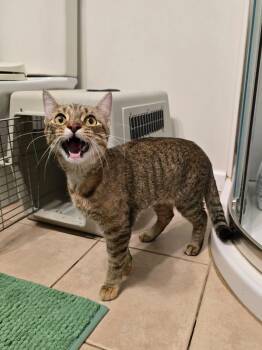 Kayley -  Domestic Short Hair Cat for Adoption in Enfield, Connecticut - Kayley | PetCurious