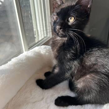 Rescue Domestic Short Hair Cats for Adoption in Wayne, New Jersey - Moose | PetCurious