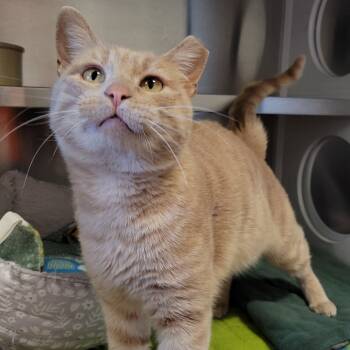 Rescue Domestic Short Hair Cats for Adoption in Nashville, Indiana - Rupert | PetCurious