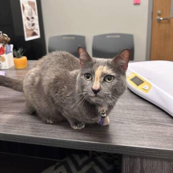 Silver -  Domestic Short Hair Cat for Adoption in Chattanooga, Tennessee - Silver | PetCurious