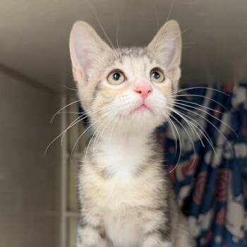 Monkey -  Domestic Short Hair Cat for Adoption in Colorado Springs, Colorado - Monkey | PetCurious