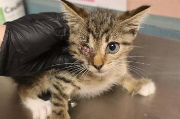 GABE -  Domestic Short Hair Cat for Adoption in Columbia, South Carolina - GABE | PetCurious