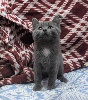 Zeb -  Domestic Short Hair Cat for Adoption in Little Rock, Arkansas - Zeb | PetCurious