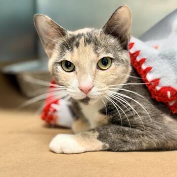 Fate -  Domestic Short Hair Cat for Adoption in Jackson Township, New Jersey - Fate | PetCurious