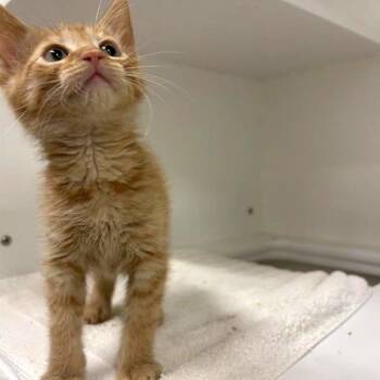 Slate -  Domestic Medium Hair Cat for Adoption in Phoenix, Arizona - Slate | PetCurious