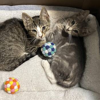 Waffle -  American Shorthair Cat for Adoption in Oceanside, New York - Waffle | PetCurious