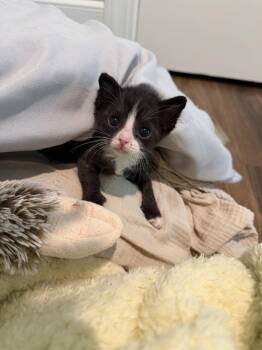 Bridezilla (Available for pre-adoption) -  Domestic Short Hair Cat for Adoption in Camden, South Carolina - Bridezilla (Available For Pre-adoption) | PetCurious