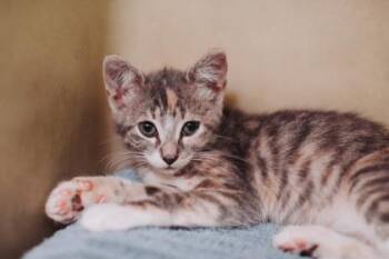 91991a Medusa-PetSmart James Island -  Domestic Short Hair Cat for Adoption in North Charleston, South Carolina - 91991a Medusa-PetSmart James Island | PetCurious