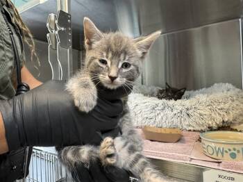 Rescue Domestic Short Hair Cats for Adoption in Santa Monica, California - MAKO | PetCurious