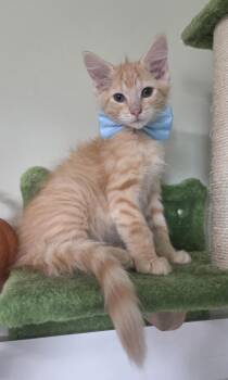 Riley -  Domestic Long Hair Cat for Adoption in Mobile, Alabama - Riley | PetCurious