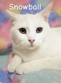 Snowball - Rancho Cucamonga PetSmart -  Domestic Short Hair Cat for Adoption in Yorba Linda, California - Snowball - Rancho Cucamonga PetSmart | PetCurious