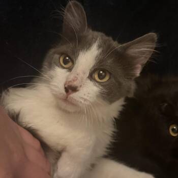 Domestic Short Hair Cats Available for Adoption in Wichita, Kansas - Elvi | PetCurious