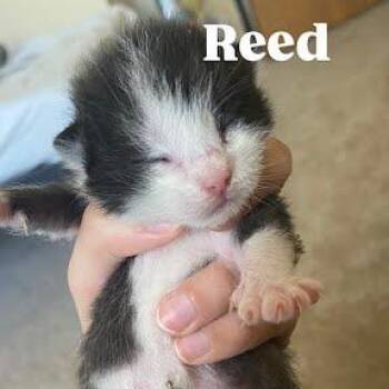 Reed (qc_kit2) -  Domestic Short Hair Cat for Adoption in Edwardsville, Illinois - Reed (qc_kit2) | PetCurious