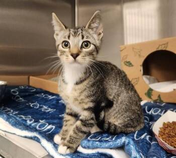 BUCKBEAK -  Domestic Short Hair Cat for Adoption in St. Louis, Missouri - BUCKBEAK | PetCurious