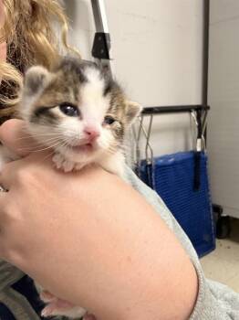 GINGER -  Domestic Short Hair Cat for Adoption in Killeen, Texas - GINGER | PetCurious