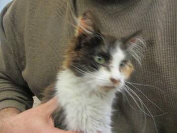 Domestic Medium Hair Cats Available for Adoption - A378183 | PetCurious