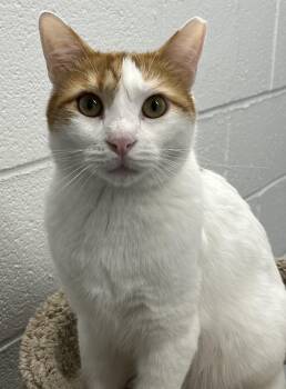 Colby -  Domestic Short Hair Cat for Adoption in Harrison, New York - Colby | PetCurious