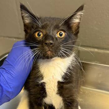 Domestic Short Hair Cats Available for Adoption in Tuscaloosa, Alabama - Tom | PetCurious