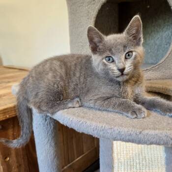 Russian Blue and Domestic Short Hair Cats Available for Adoption in Knoxville, Tennessee - Navy | PetCurious