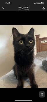 Rescue Domestic Medium Hair Cats for Adoption in Greensboro, North Carolina - Tootsie Bell | PetCurious