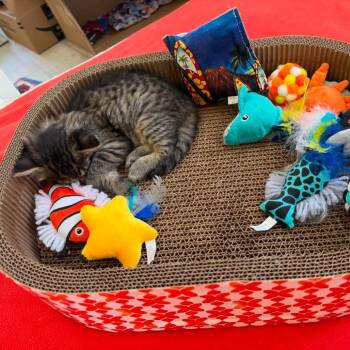 Potato -  Domestic Short Hair Cat for Adoption in Ferndale, Washington - Potato | PetCurious