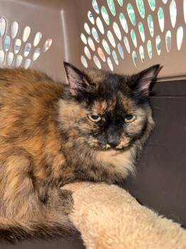 Schmutzen -  Domestic Long Hair Cat for Adoption in Pomona, New York - Schmutzen | PetCurious