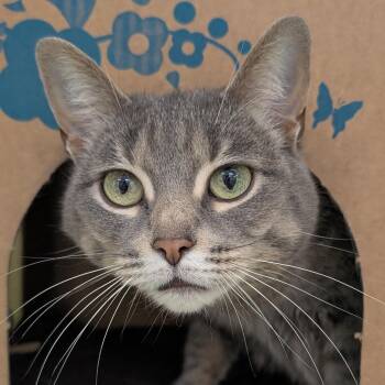 Domestic Short Hair Cats Available for Adoption in West Olive, Michigan - Pie | PetCurious