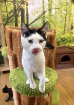 Rescue Domestic Short Hair Cats for Adoption in Whittier, California - Spaghetti | PetCurious