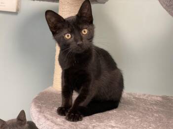 JiJI -  Domestic Short Hair Cat for Adoption in Charles Town, West Virginia - JiJI | PetCurious