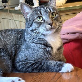 Domestic Short Hair Cats Available for Adoption in Cleveland, Ohio - Noah | PetCurious