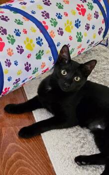 Domestic Short Hair Cats Available for Adoption - Tempe | PetCurious