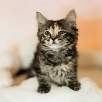 Starla -  Domestic Short Hair Cat for Adoption in Franklin, Tennessee - Starla | PetCurious