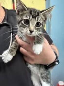 Woolly -  Domestic Short Hair Cat for Adoption in Manitowoc, Wisconsin - Woolly | PetCurious