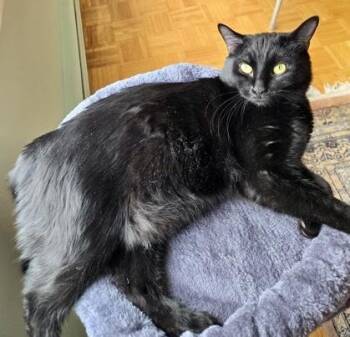 Domestic Short Hair Cats Available for Adoption - Ricardo (bonded With Asher) | PetCurious