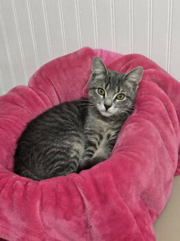 Rescue Tabby and Domestic Short Hair Cats for Adoption in Locust Grove, Georgia - Kitaro | PetCurious