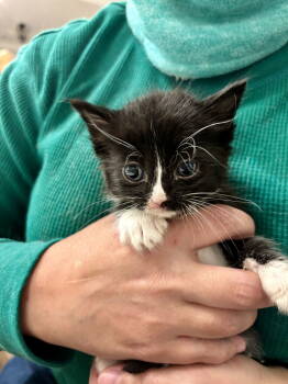 Rescue Domestic Short Hair Cats for Adoption in Camden, South Carolina - Blizzard (Available For Pre-adoption) | PetCurious