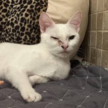 Pixie -  Domestic Short Hair Cat for Adoption in Houston, Texas - Pixie | PetCurious