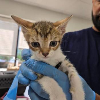 Libby -  Domestic Short Hair Cat for Adoption in Newark, New Jersey - Libby | PetCurious