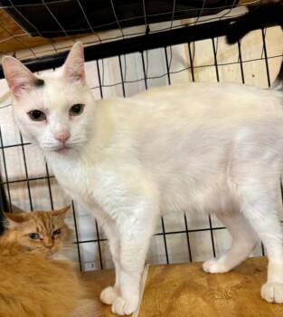 Venus -  Domestic Short Hair Cat for Adoption in New Braunfels, Texas - Venus | PetCurious